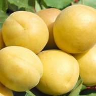 Саджанець Абрикос Шалах в контейнері